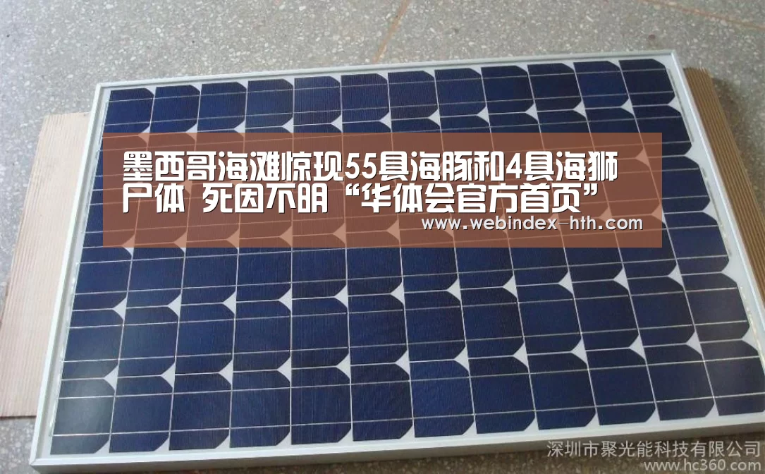 墨西哥海滩惊现55具海豚和4具海狮尸体 死因不明“华体会官方首页”(图1) 墨西哥海滩惊现55具海豚和4具海狮尸体 死因不明“华体会官方首页”(图1)